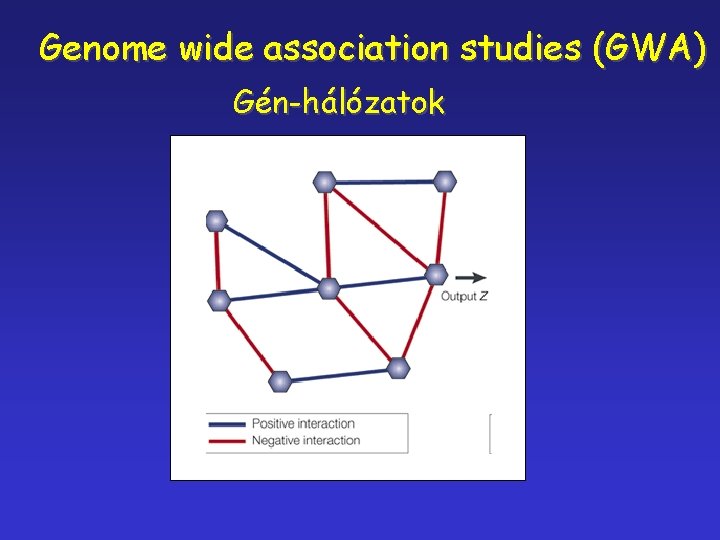 Genome wide association studies (GWA) Gén-hálózatok 