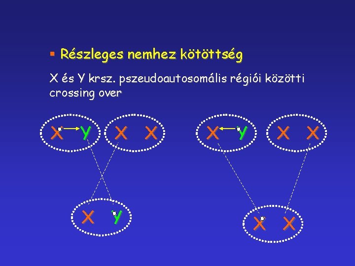 § Részleges nemhez kötöttség X és Y krsz. pszeudoautosomális régiói közötti crossing over X