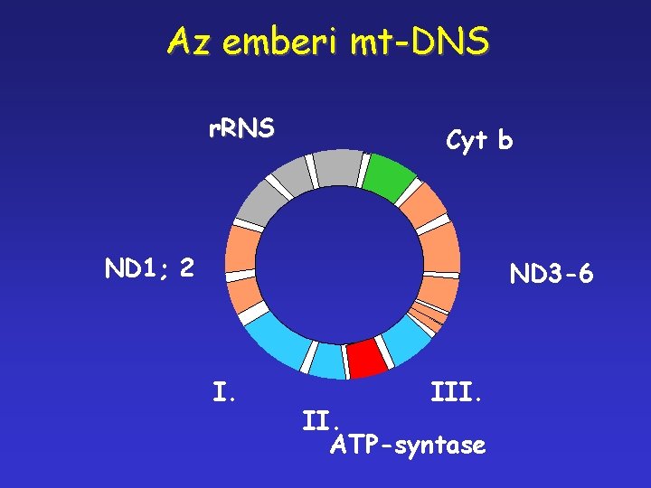 Az emberi mt-DNS r. RNS Cyt b ND 1; 2 ND 3 -6 I.