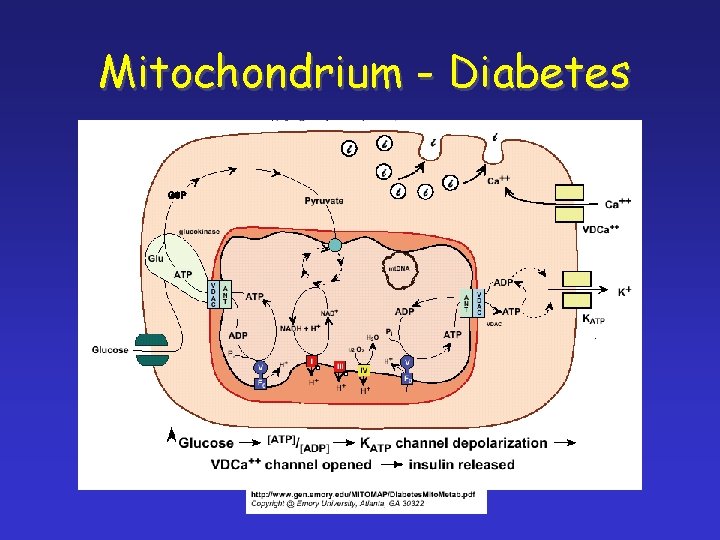 Mitochondrium - Diabetes 