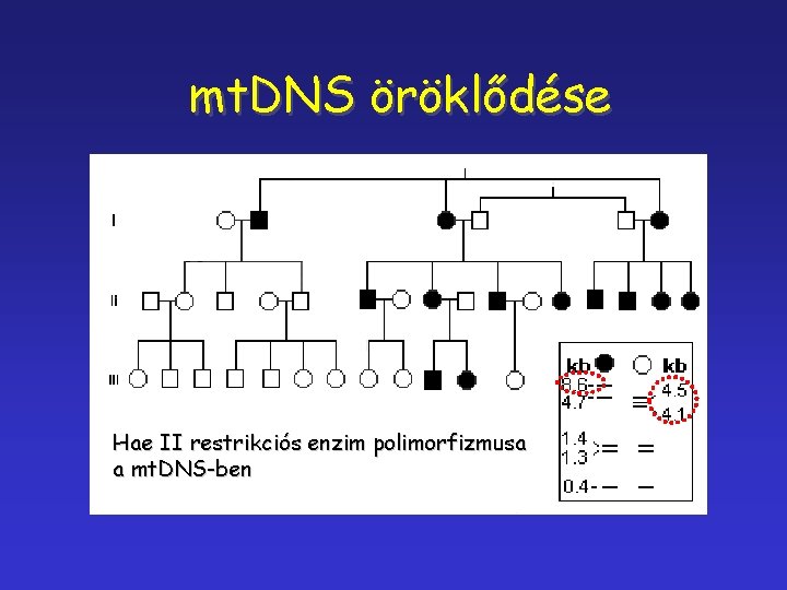 mt. DNS öröklődése Hae II restrikciós enzim polimorfizmusa a mt. DNS-ben 