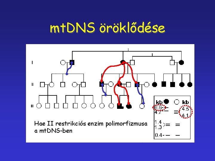 mt. DNS öröklődése Hae II restrikciós enzim polimorfizmusa a mt. DNS-ben 