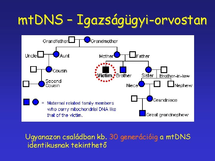 mt. DNS – Igazságügyi-orvostan Ugyanazon családban kb. 30 generációig a mt. DNS identikusnak tekinthető