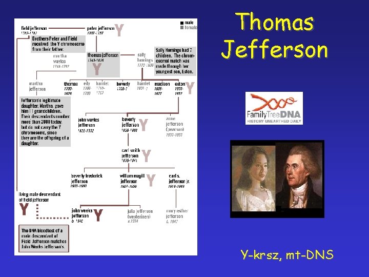 Thomas Jefferson Y-krsz, mt-DNS 