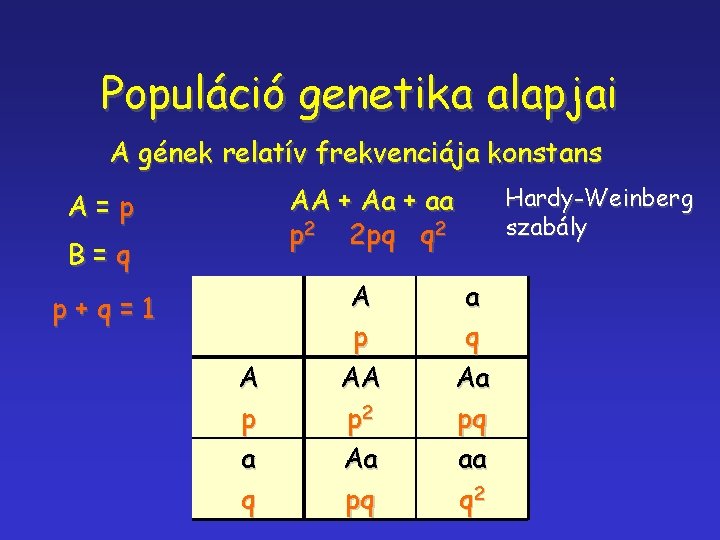 Populáció genetika alapjai A gének relatív frekvenciája konstans AA + Aa + aa p