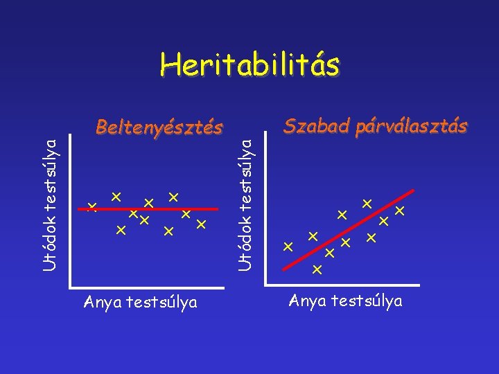 x x x x x Anya testsúlya Szabad párválasztás Utódok testsúlya Beltenyésztés x Utódok