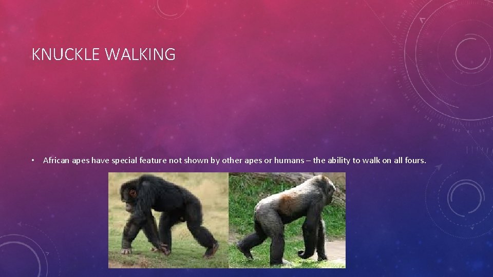 KNUCKLE WALKING • African apes have special feature not shown by other apes or