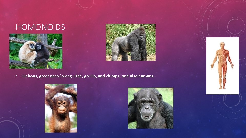 HOMONOIDS • Gibbons, great apes (orang-utan, gorilla, and chimps) and also humans. 