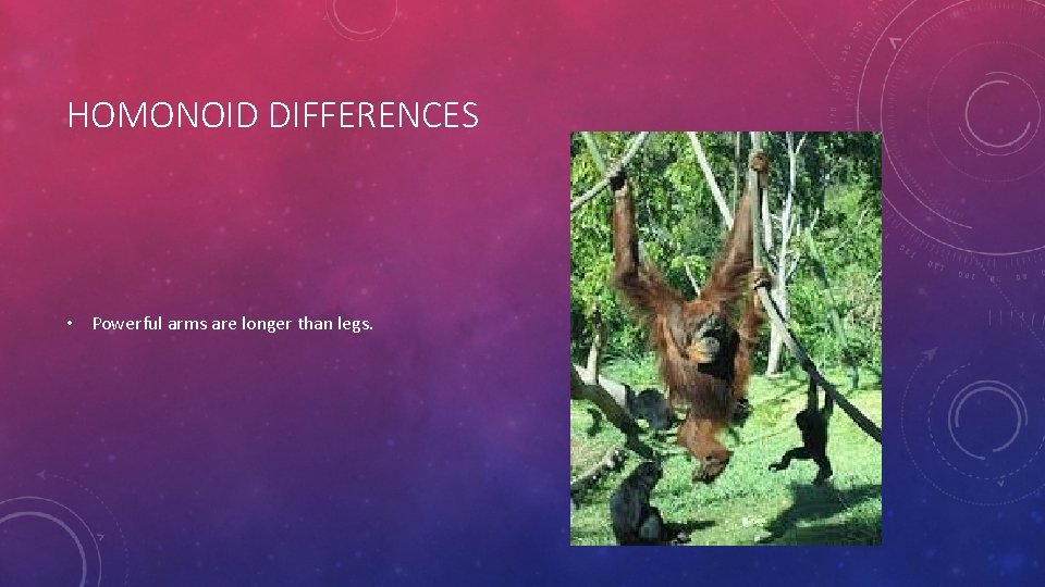 HOMONOID DIFFERENCES • Powerful arms are longer than legs. 