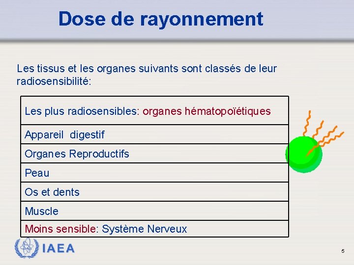 Dose de rayonnement Les tissus et les organes suivants sont classés de leur radiosensibilité: