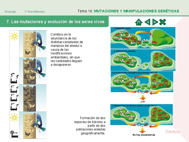 Biología 2º Bachillerato Tema 16. MUTACIONES Y MANIPULACIONES GENÉTICAS 7. Las mutaciones y evolución