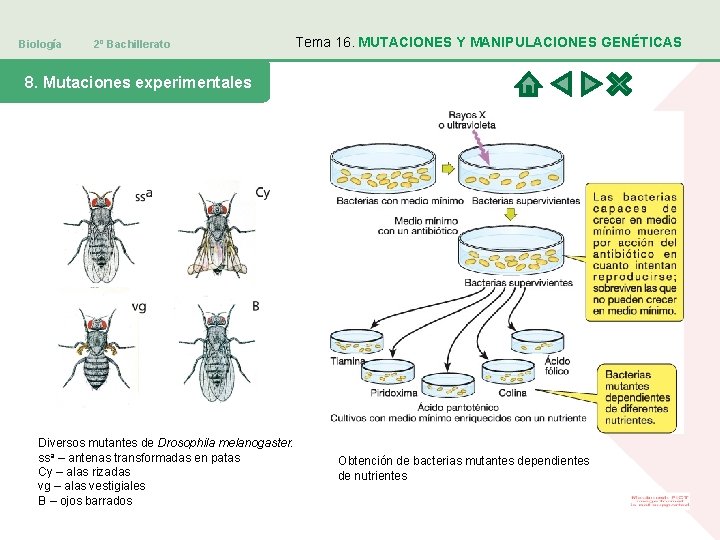 Biología 2º Bachillerato Tema 16. MUTACIONES Y MANIPULACIONES GENÉTICAS 8. Mutaciones experimentales Diversos mutantes