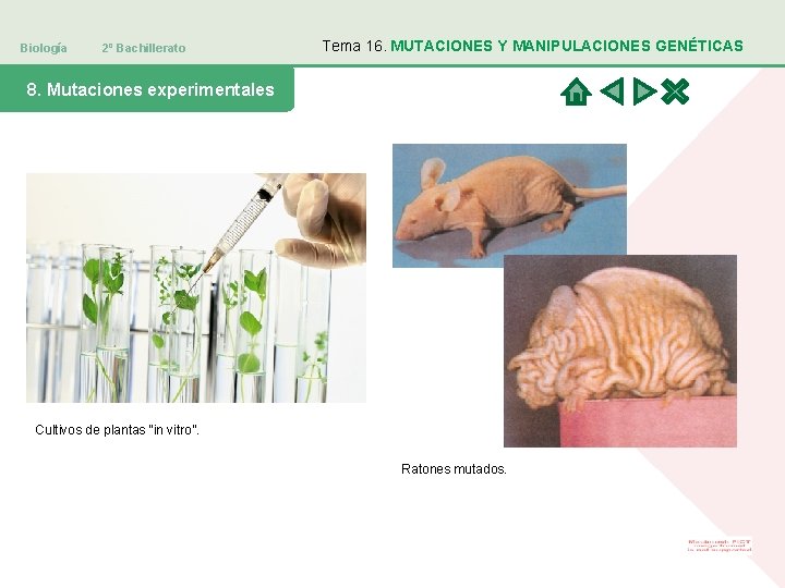 Biología 2º Bachillerato Tema 16. MUTACIONES Y MANIPULACIONES GENÉTICAS 8. Mutaciones experimentales Cultivos de