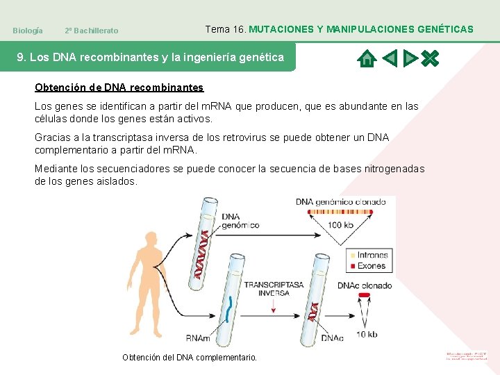 Biología Tema 16. MUTACIONES Y MANIPULACIONES GENÉTICAS 2º Bachillerato 9. Los DNA recombinantes y