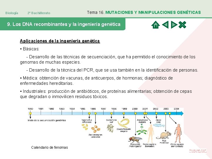 Biología 2º Bachillerato Tema 16. MUTACIONES Y MANIPULACIONES GENÉTICAS 9. Los DNA recombinantes y