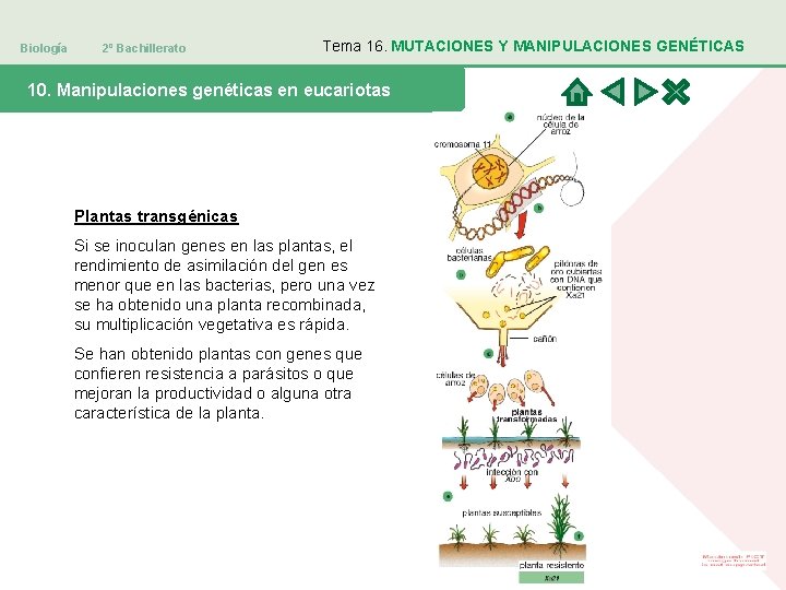 Biología 2º Bachillerato Tema 16. MUTACIONES Y MANIPULACIONES GENÉTICAS 10. Manipulaciones genéticas en eucariotas