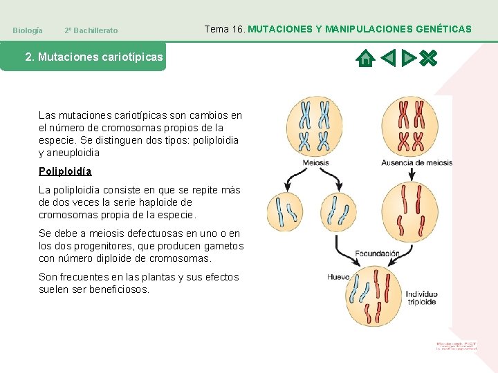 Biología 2º Bachillerato Tema 16. MUTACIONES Y MANIPULACIONES GENÉTICAS 2. Mutaciones cariotípicas Las mutaciones
