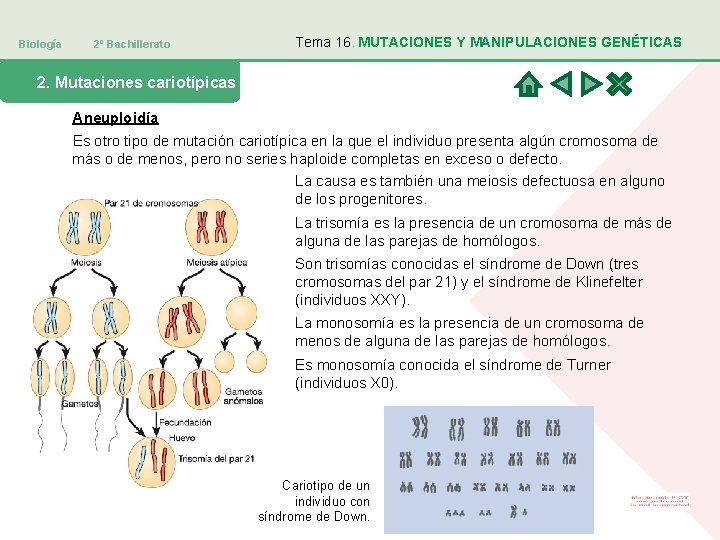 Biología 2º Bachillerato Tema 16. MUTACIONES Y MANIPULACIONES GENÉTICAS 2. Mutaciones cariotípicas Aneuploidía Es