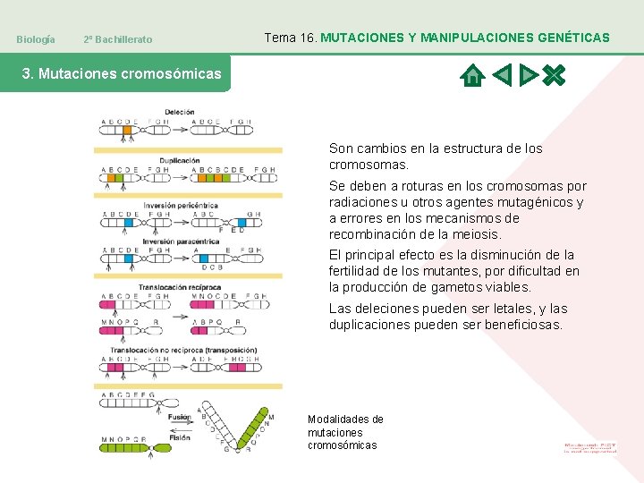Biología 2º Bachillerato Tema 16. MUTACIONES Y MANIPULACIONES GENÉTICAS 3. Mutaciones cromosómicas Son cambios