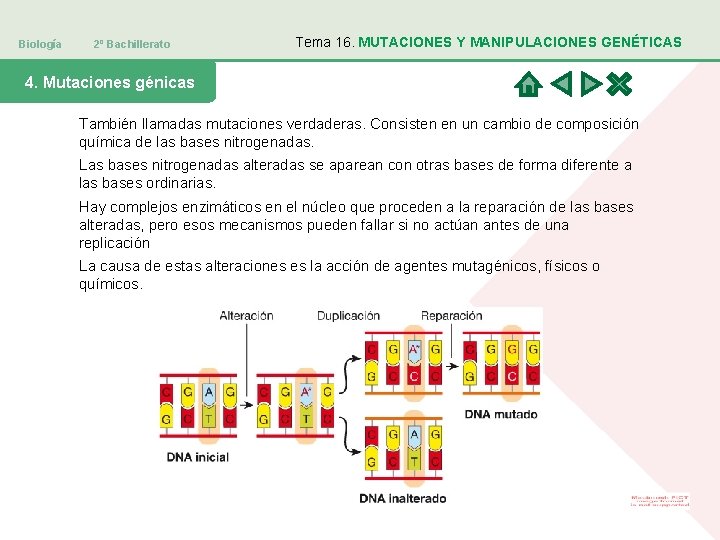 Biología 2º Bachillerato Tema 16. MUTACIONES Y MANIPULACIONES GENÉTICAS 4. Mutaciones génicas También llamadas