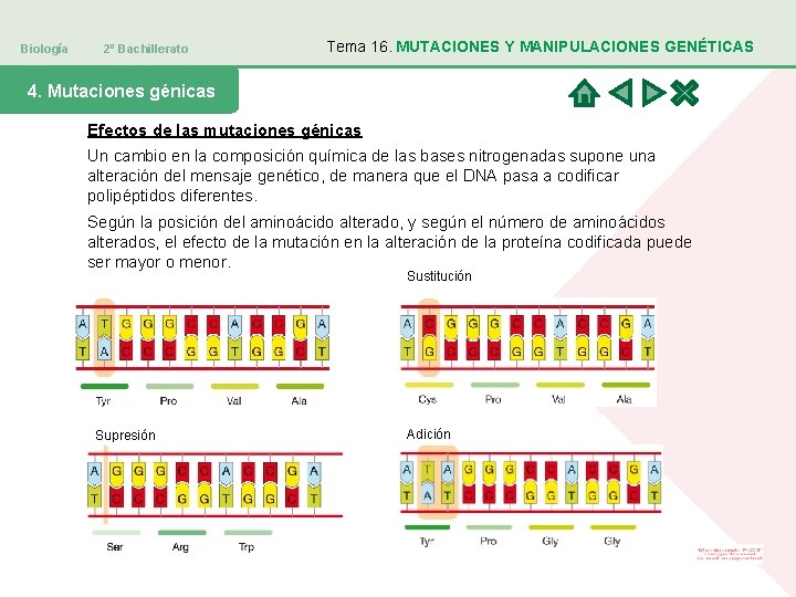 Biología 2º Bachillerato Tema 16. MUTACIONES Y MANIPULACIONES GENÉTICAS 4. Mutaciones génicas Efectos de