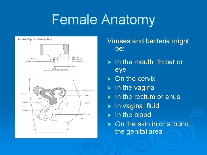 Female Anatomy Viruses and bacteria might be: Ø Ø Ø Ø In the mouth,