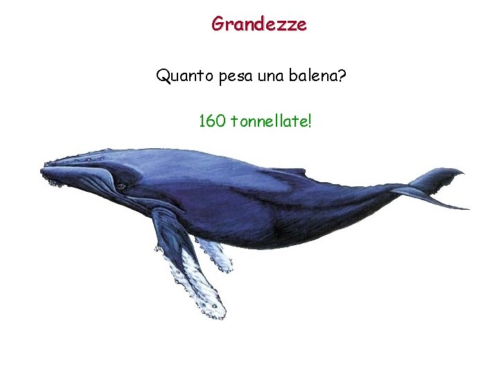 Grandezze Quanto pesa una balena? 160 tonnellate! 