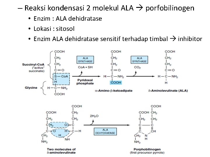 – Reaksi kondensasi 2 molekul ALA porfobilinogen • Enzim : ALA dehidratase • Lokasi