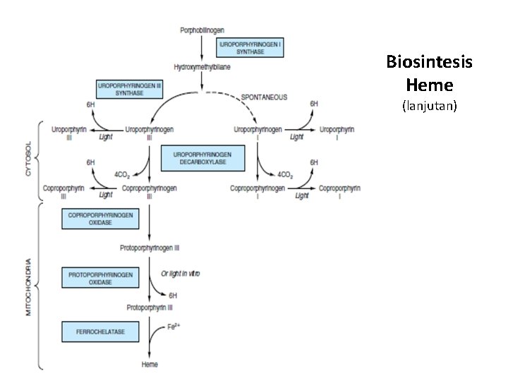 Biosintesis Heme (lanjutan) 