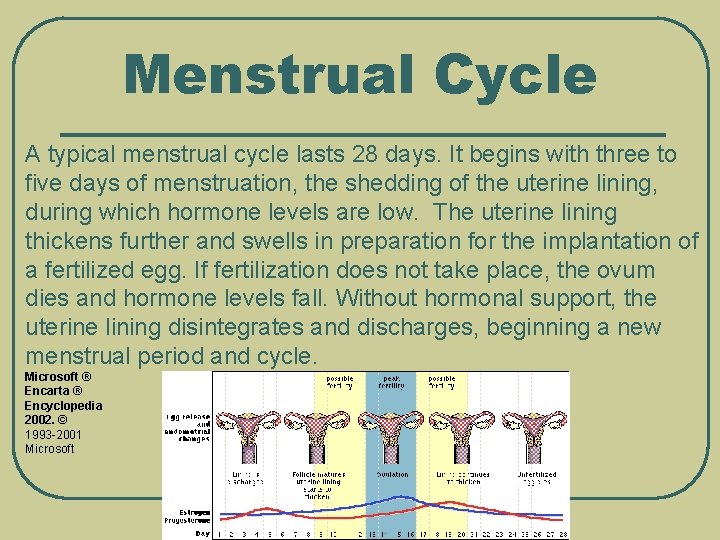 Menstrual Cycle A typical menstrual cycle lasts 28 days. It begins with three to