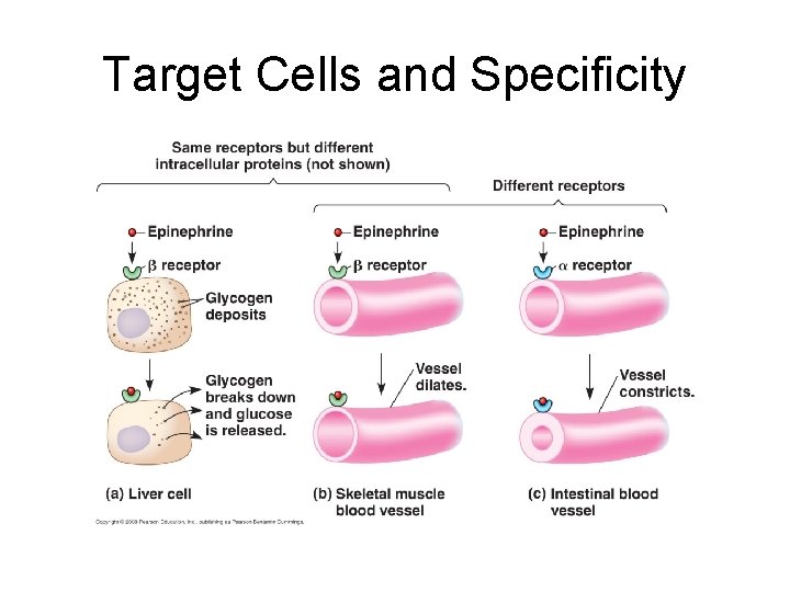 Target Cells and Specificity 