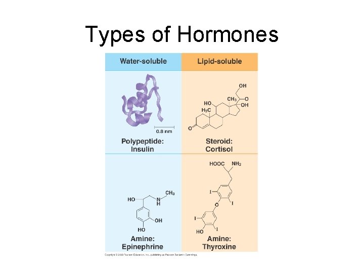 Types of Hormones 