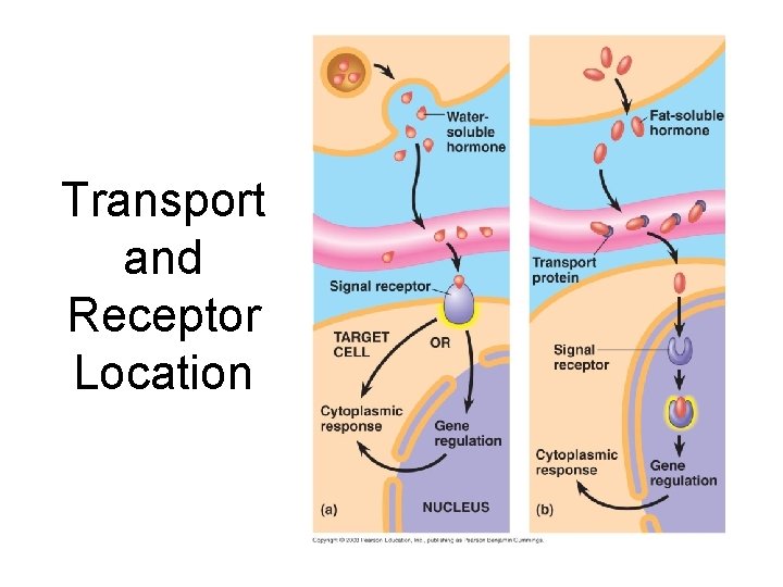 Transport and Receptor Location 