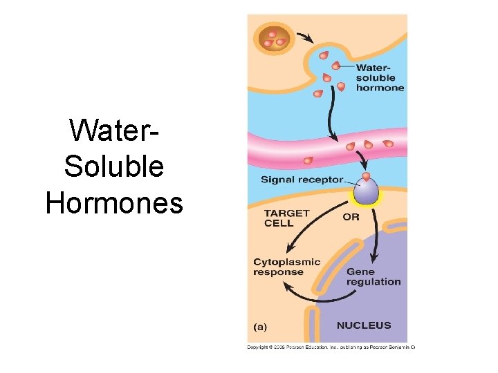 Water. Soluble Hormones 