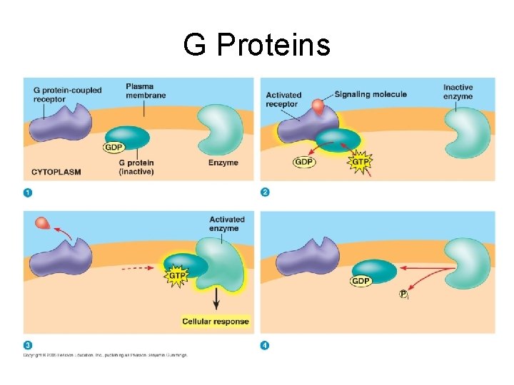 G Proteins 