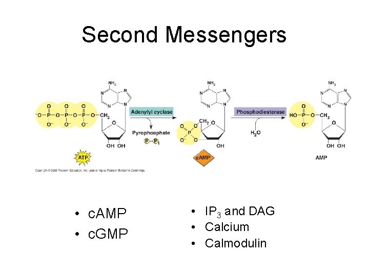 Second Messengers • c. AMP • c. GMP • IP 3 and DAG •