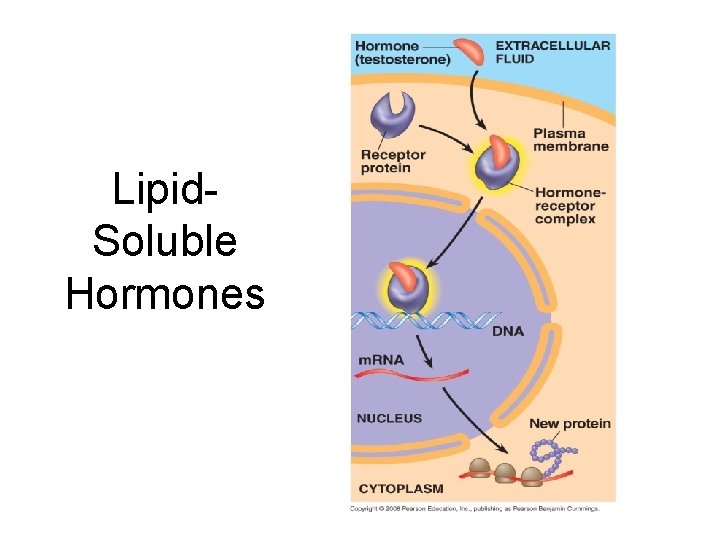 Lipid. Soluble Hormones 