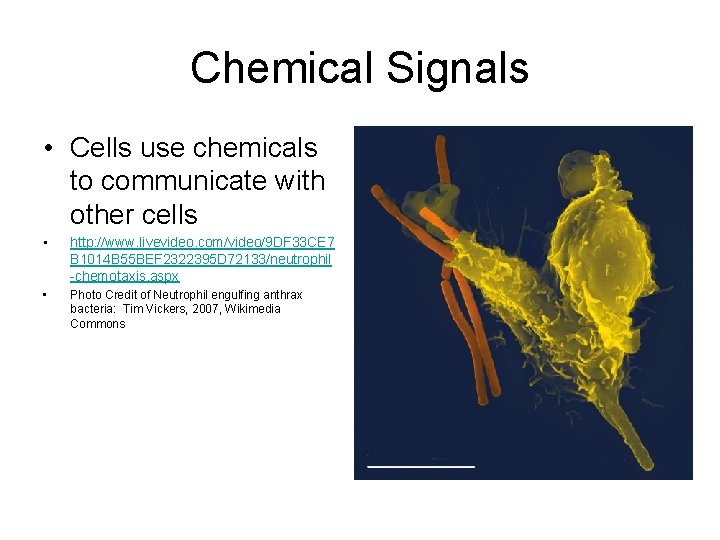 Chemical Signals • Cells use chemicals to communicate with other cells • http: //www.