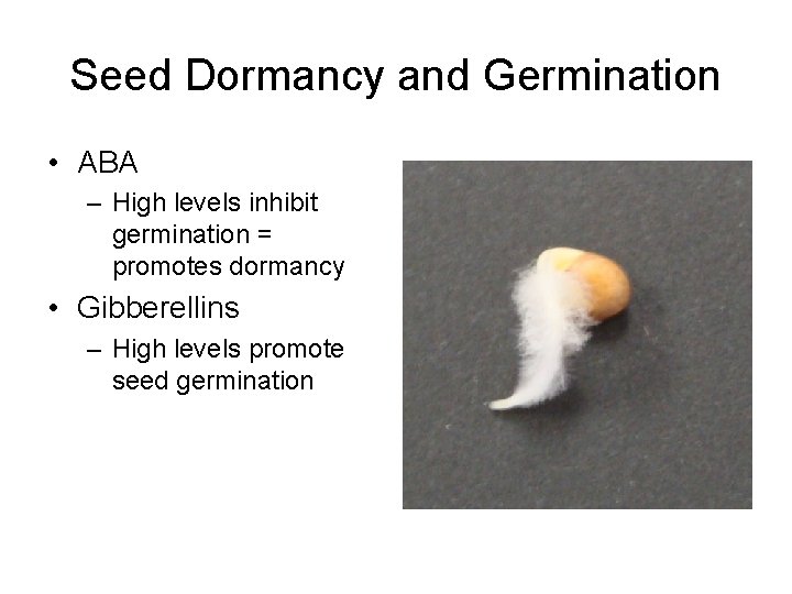 Seed Dormancy and Germination • ABA – High levels inhibit germination = promotes dormancy