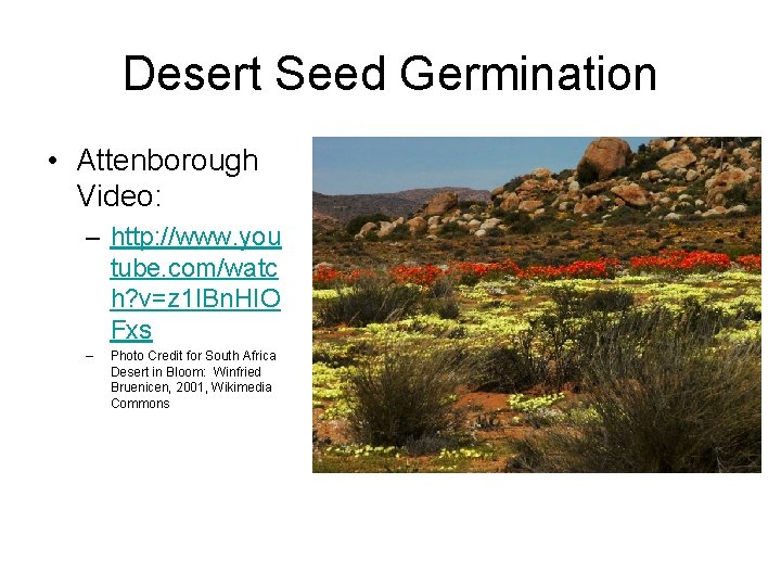 Desert Seed Germination • Attenborough Video: – http: //www. you tube. com/watc h? v=z