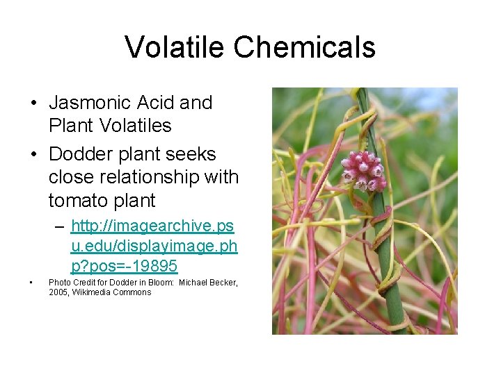 Volatile Chemicals • Jasmonic Acid and Plant Volatiles • Dodder plant seeks close relationship