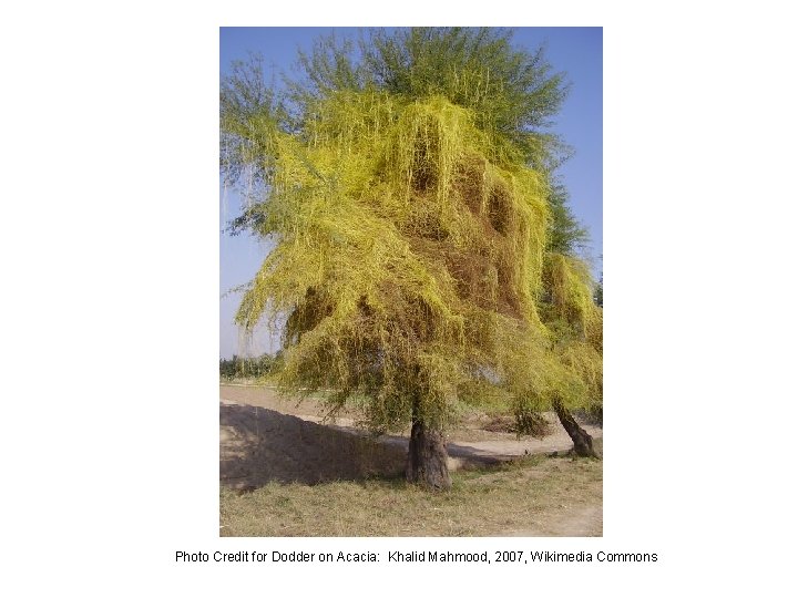 Photo Credit for Dodder on Acacia: Khalid Mahmood, 2007, Wikimedia Commons 