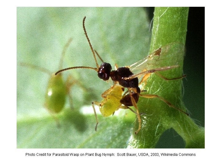 Photo Credit for Parasitoid Wasp on Plant Bug Nymph: Scott Bauer, USDA, 2003, Wikimedia