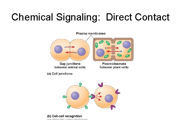 Chemical Signaling: Direct Contact 