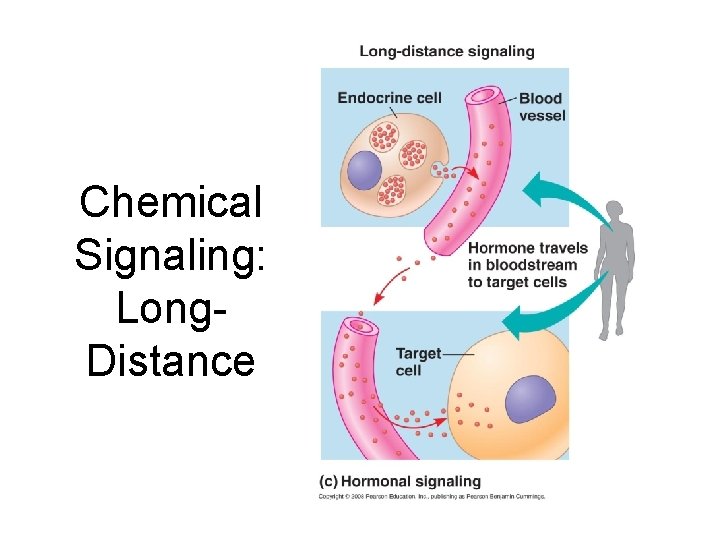 Chemical Signaling: Long. Distance 