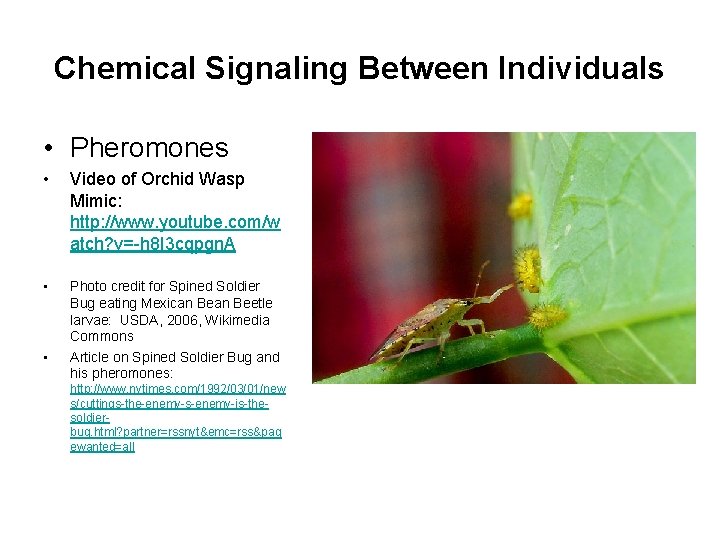Chemical Signaling Between Individuals • Pheromones • Video of Orchid Wasp Mimic: http: //www.
