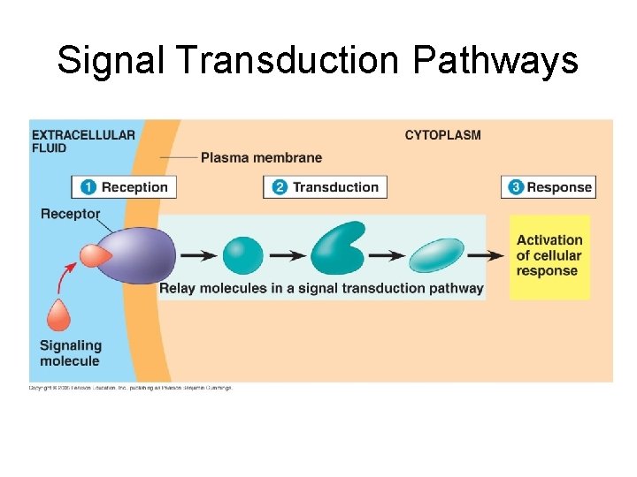 Signal Transduction Pathways 