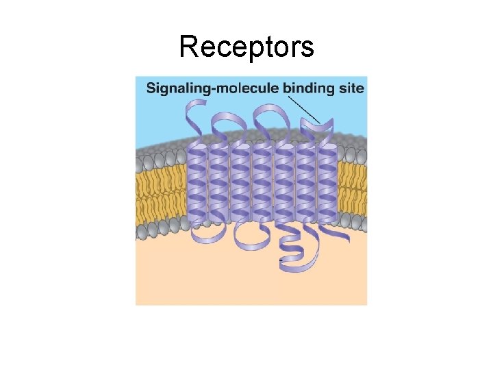 Receptors 