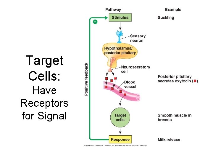 Target Cells: Have Receptors for Signal 