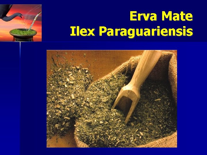 Erva Mate Ilex Paraguariensis 